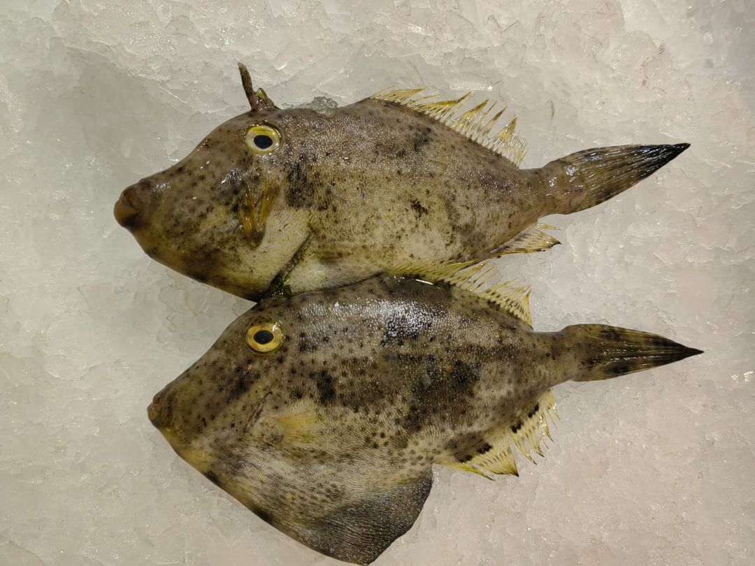 耗儿鱼/竹仔鱼 Leatherjacket