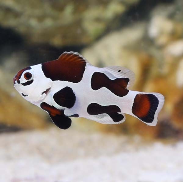 Mocha Storm Clownfish