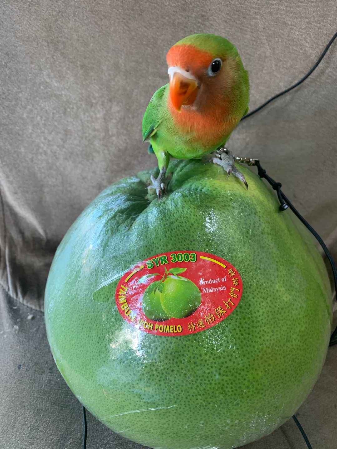 Malaysia Ipoh Pomelo