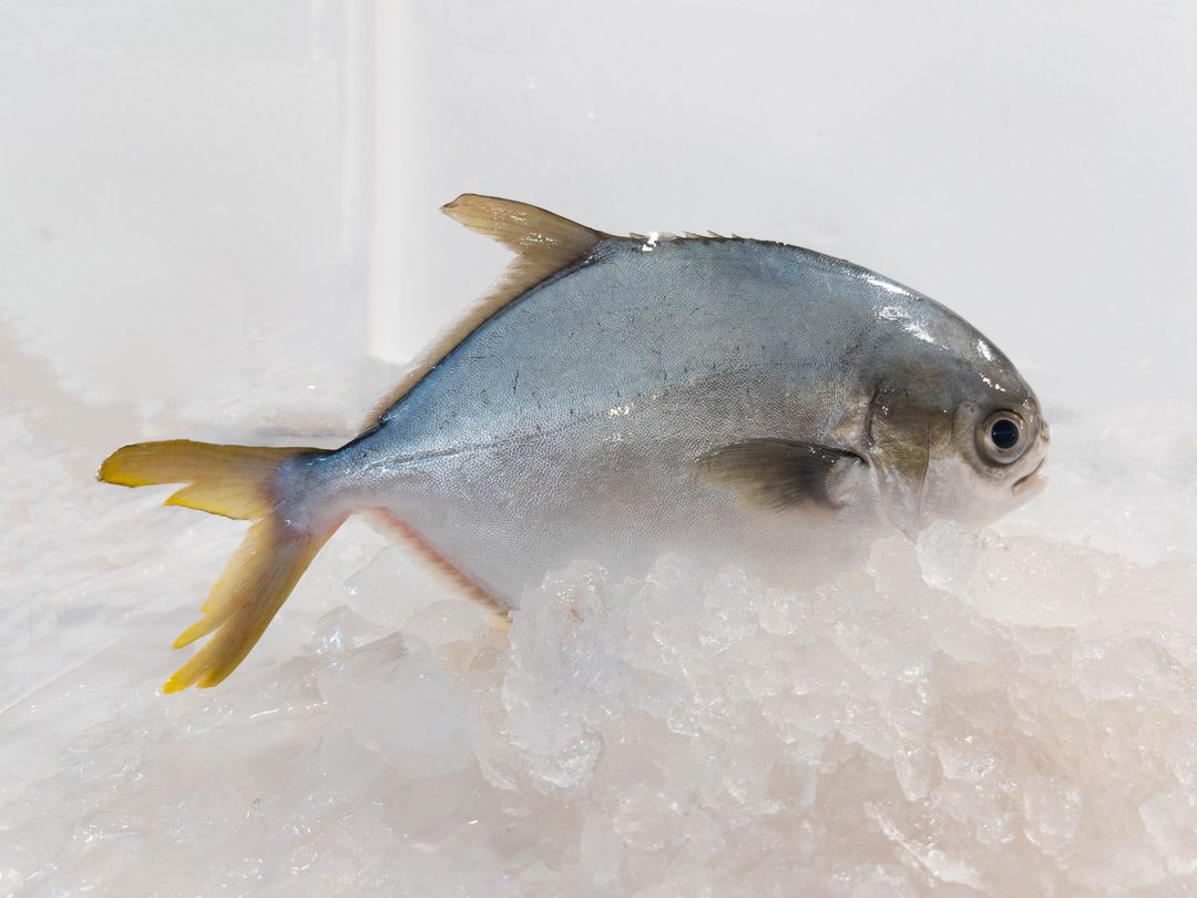 WF04 Golden Pomfret 金鲳魚 