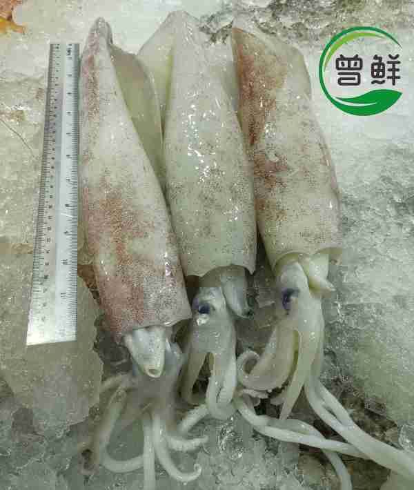 苏东 Squid
