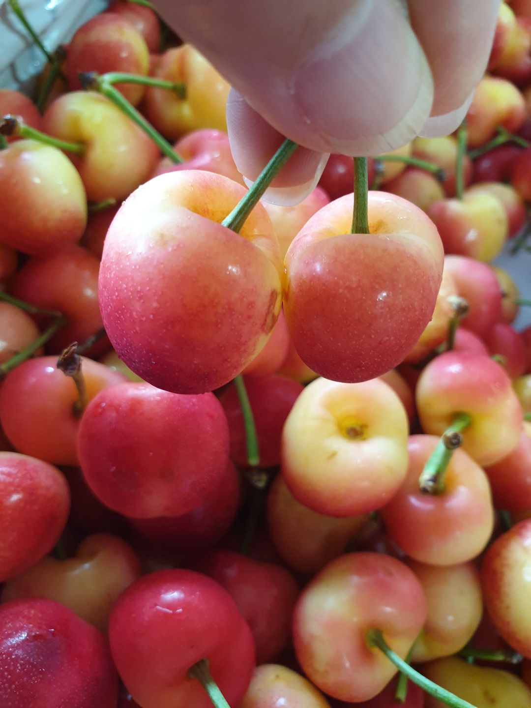 🍒🌸US Premium Rainier Cherry 500g/bx