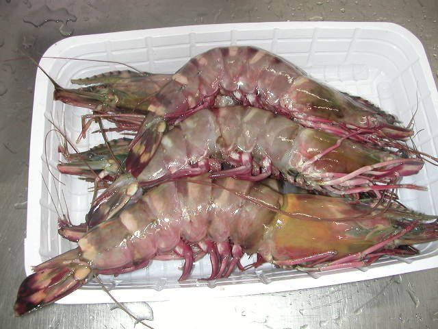 Tiger Prawn 3 pc per Kg