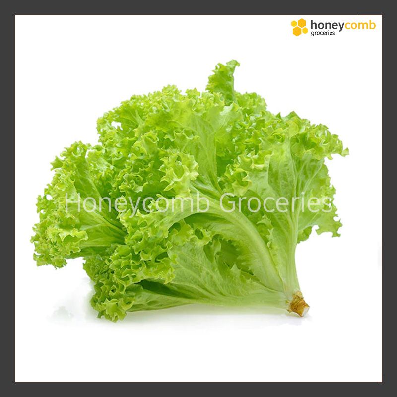 Green Coral Lettuce (200-250g)