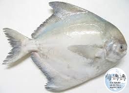 Chinese Pomfret 斗昌