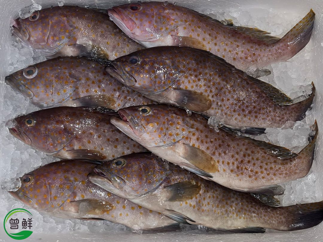 花斑 Longfin Grouper