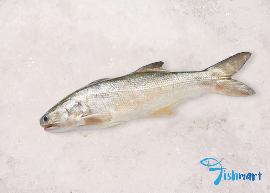 3kg Balai Threadfin Fillet (FRESH!)