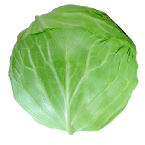 CABBAGE/ KOBIS