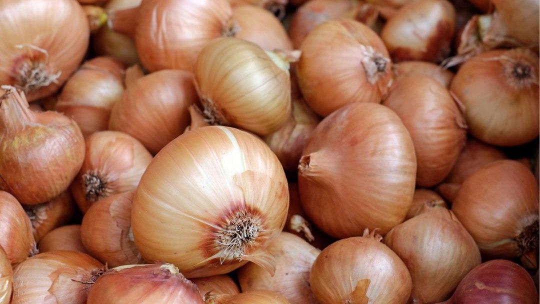 Onion 