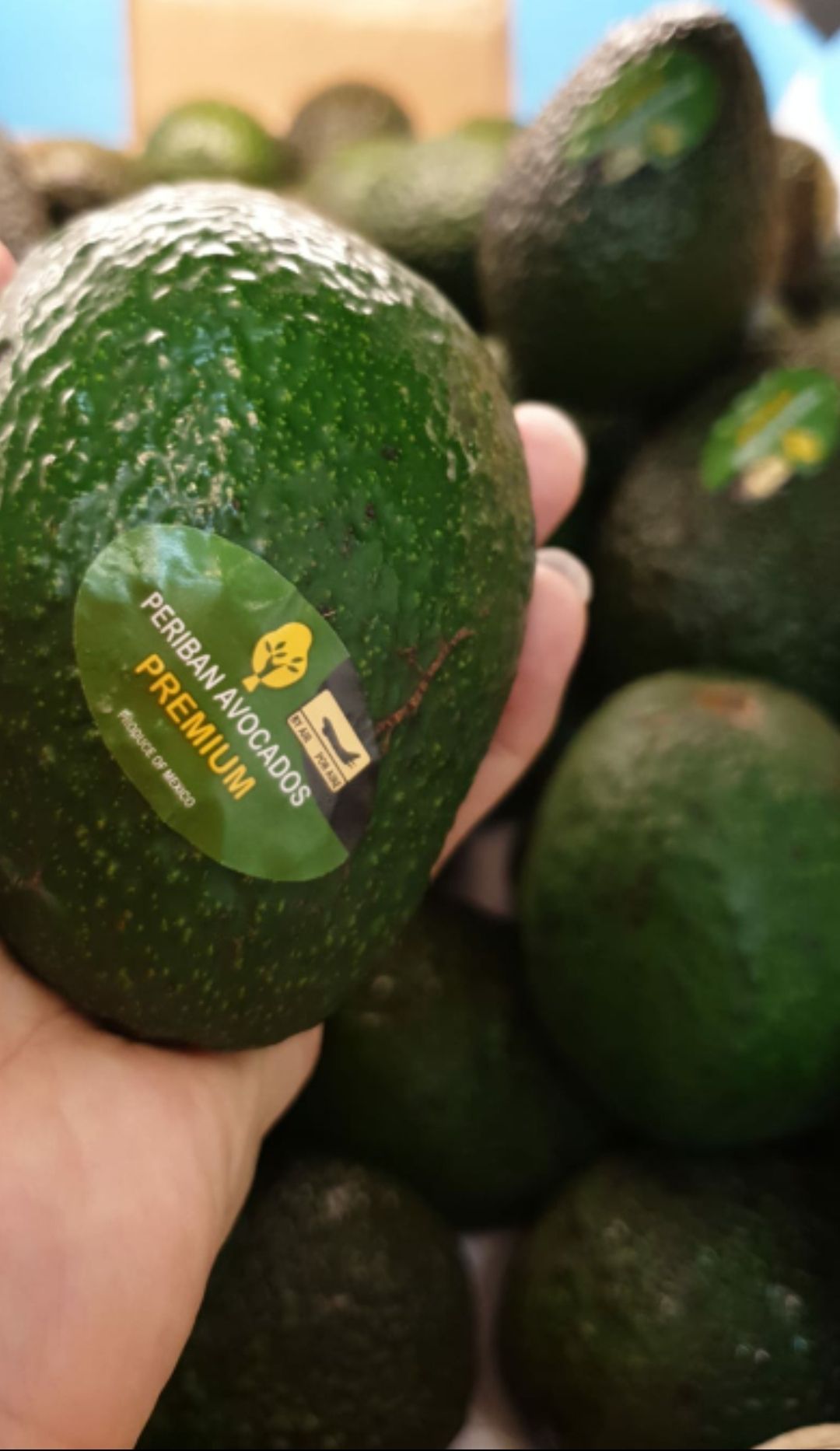 🥑🤴Aust/Mexico Jumbo Avocado (2pcs)