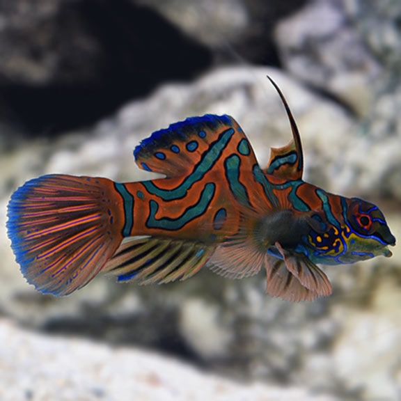 Mandarin Dragonet