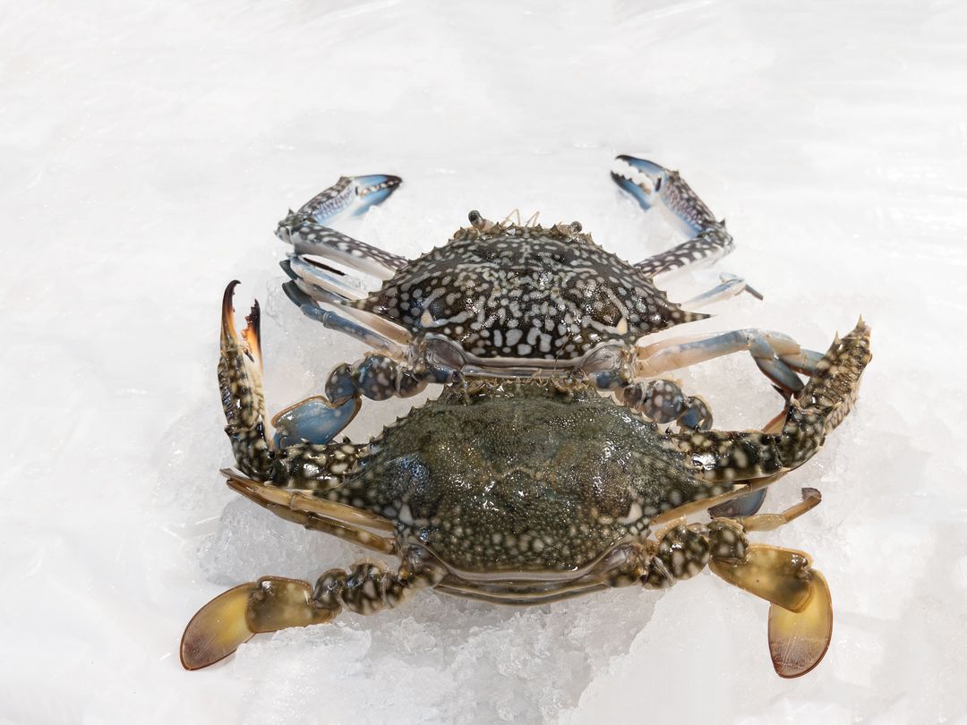 C01 Flower Crabs 花蟹