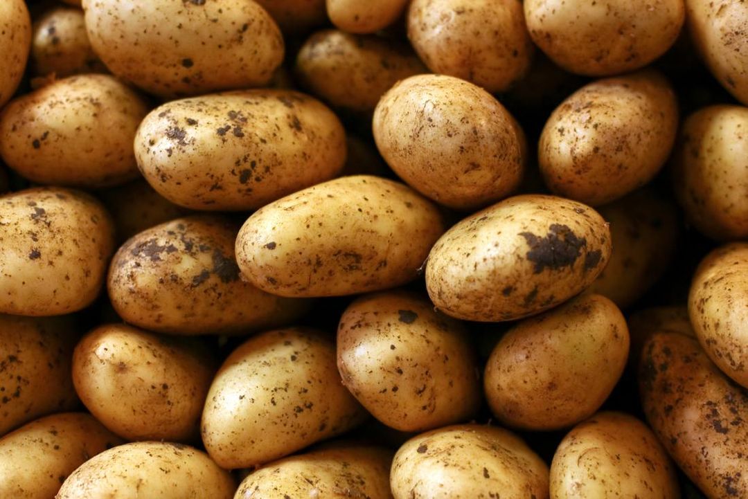 Potato 