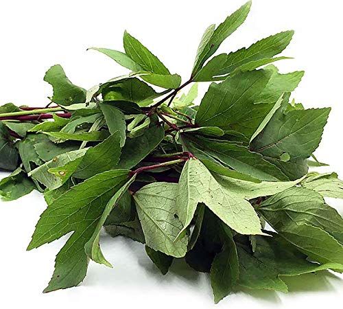 DAUN PUCUK ASAM (PULICHE KIRAI)
