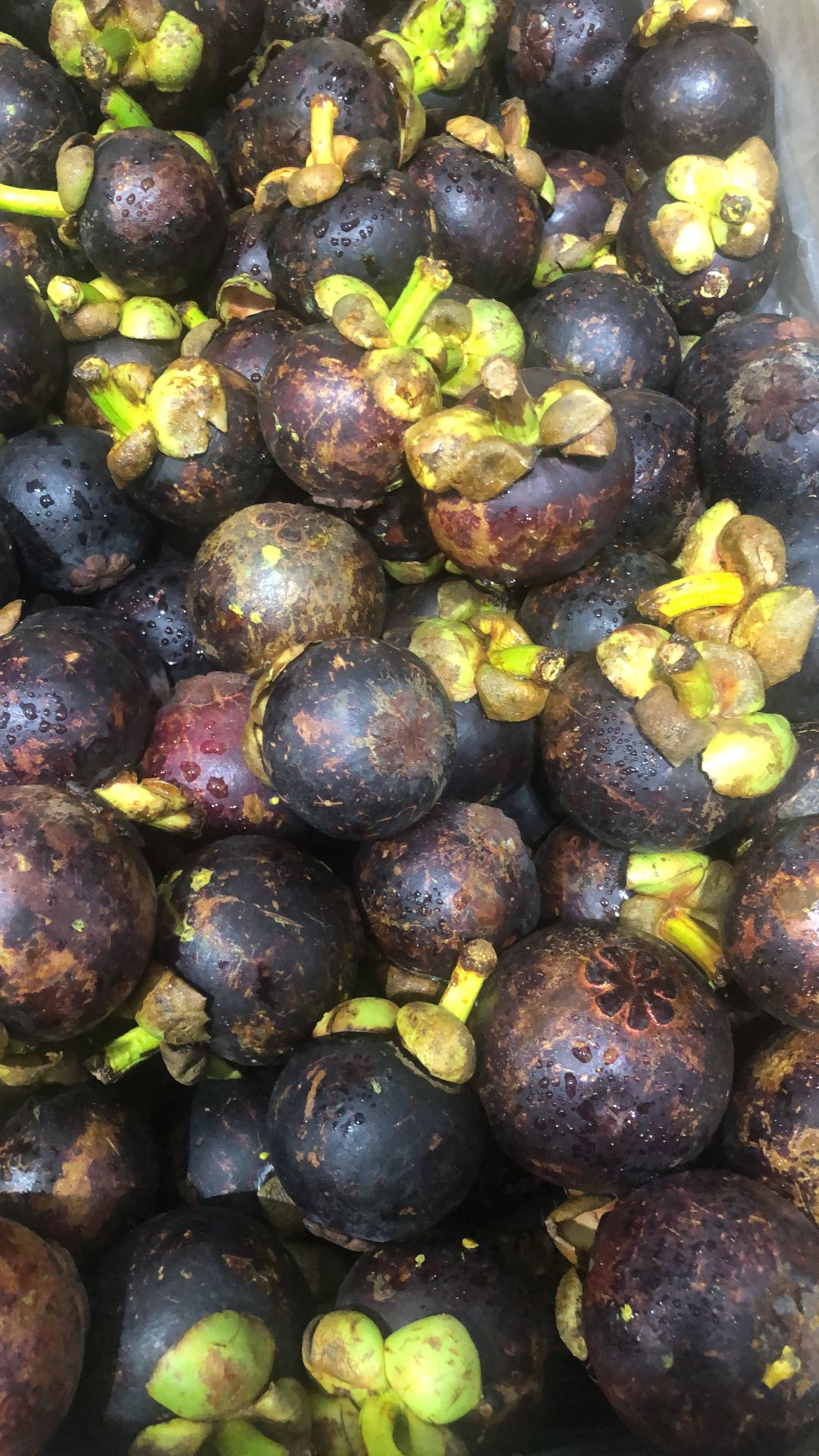 Thai Mangosteen