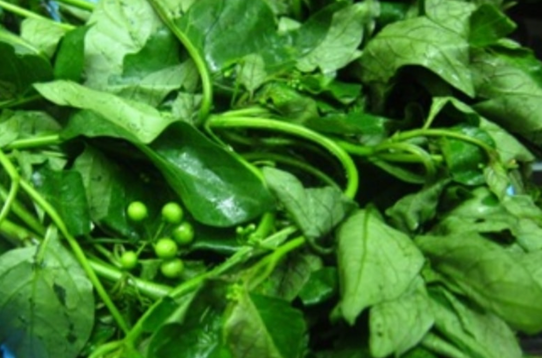 DAUN PUCUK MERANTI (MANA TAKALI KIRAI)