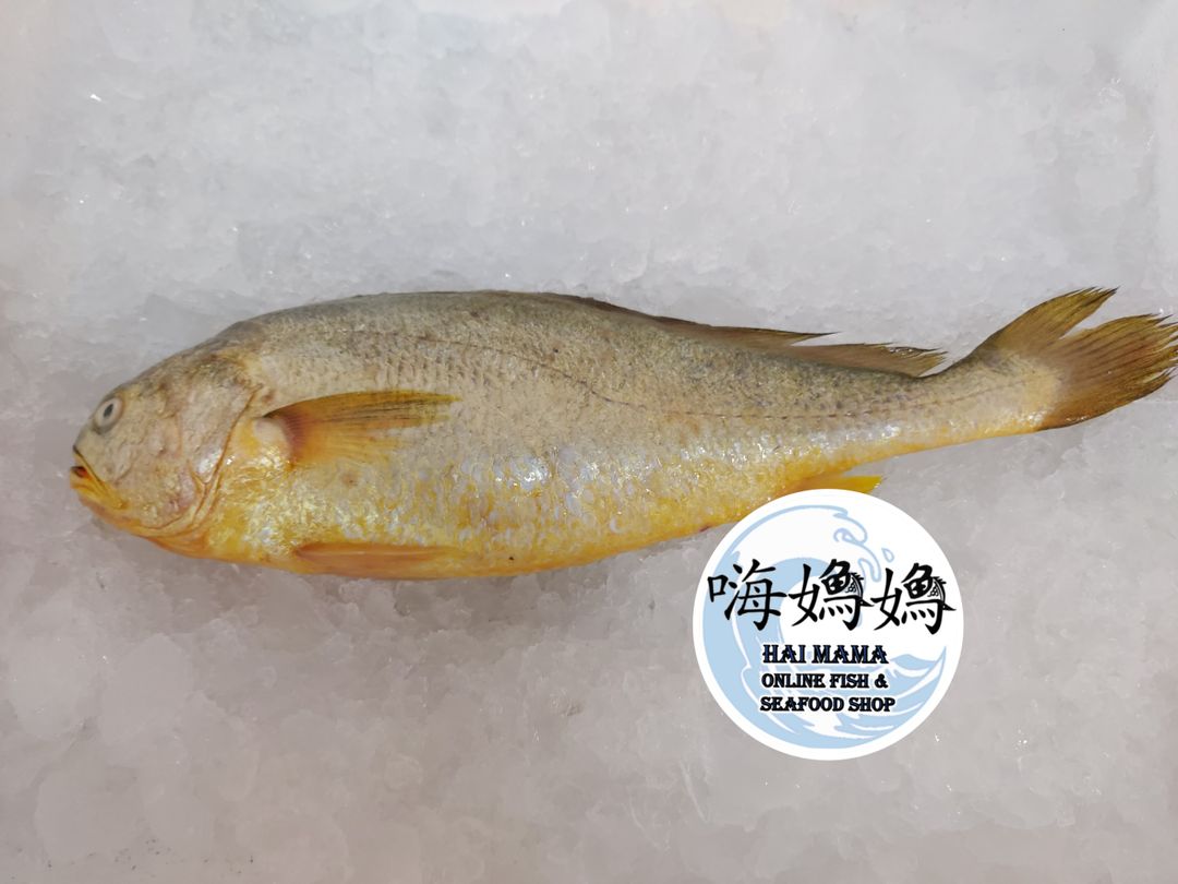 Yellow Croaker Fish 黄花鱼