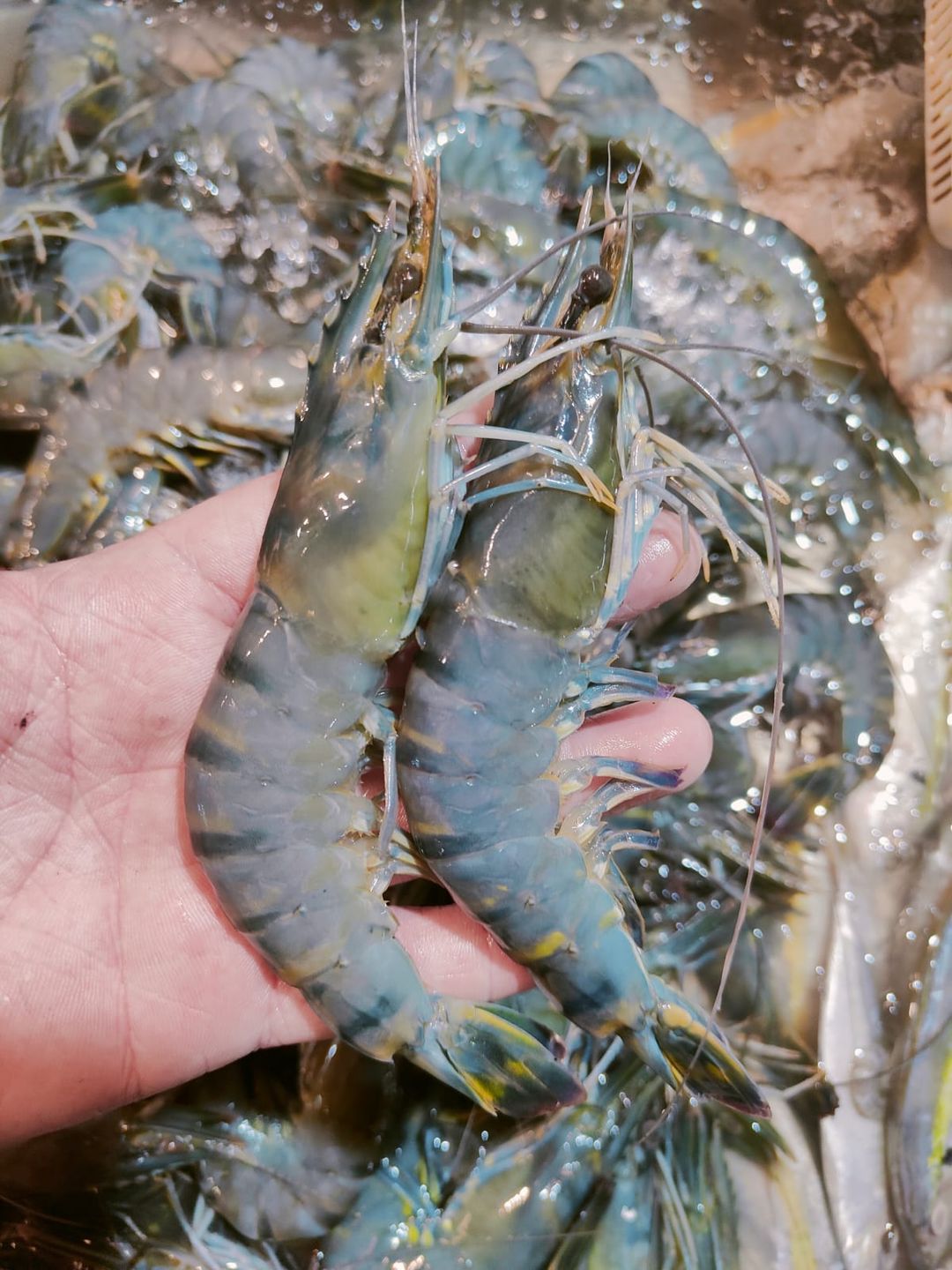 FARMED TIGER PRAWN