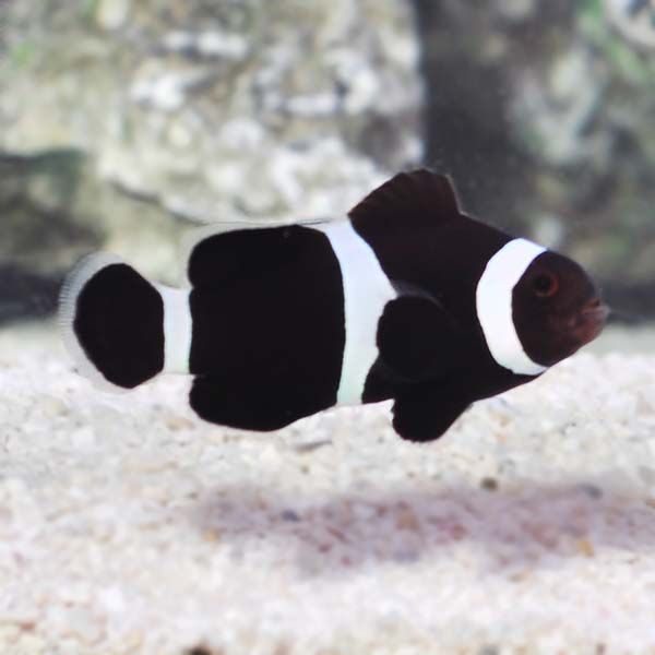 Black Ocellaris Clownfish