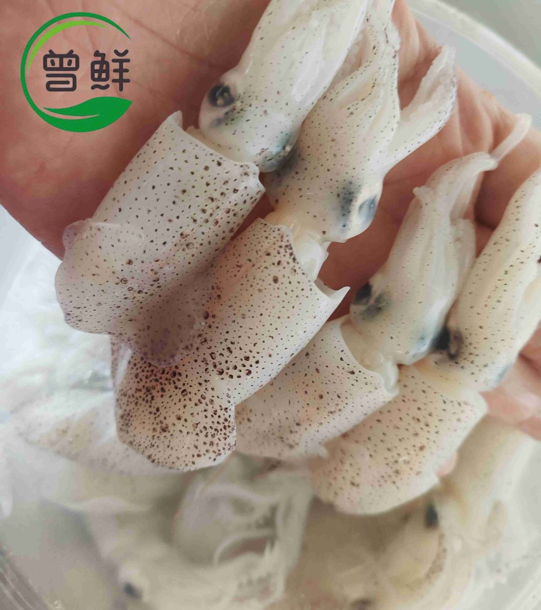 苏东仔 Baby Squid