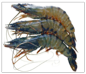 Tiger prawns  老虎虾