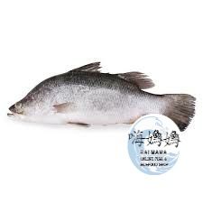 Sea Breed Sea Bass/Barramundi/  金目鲈