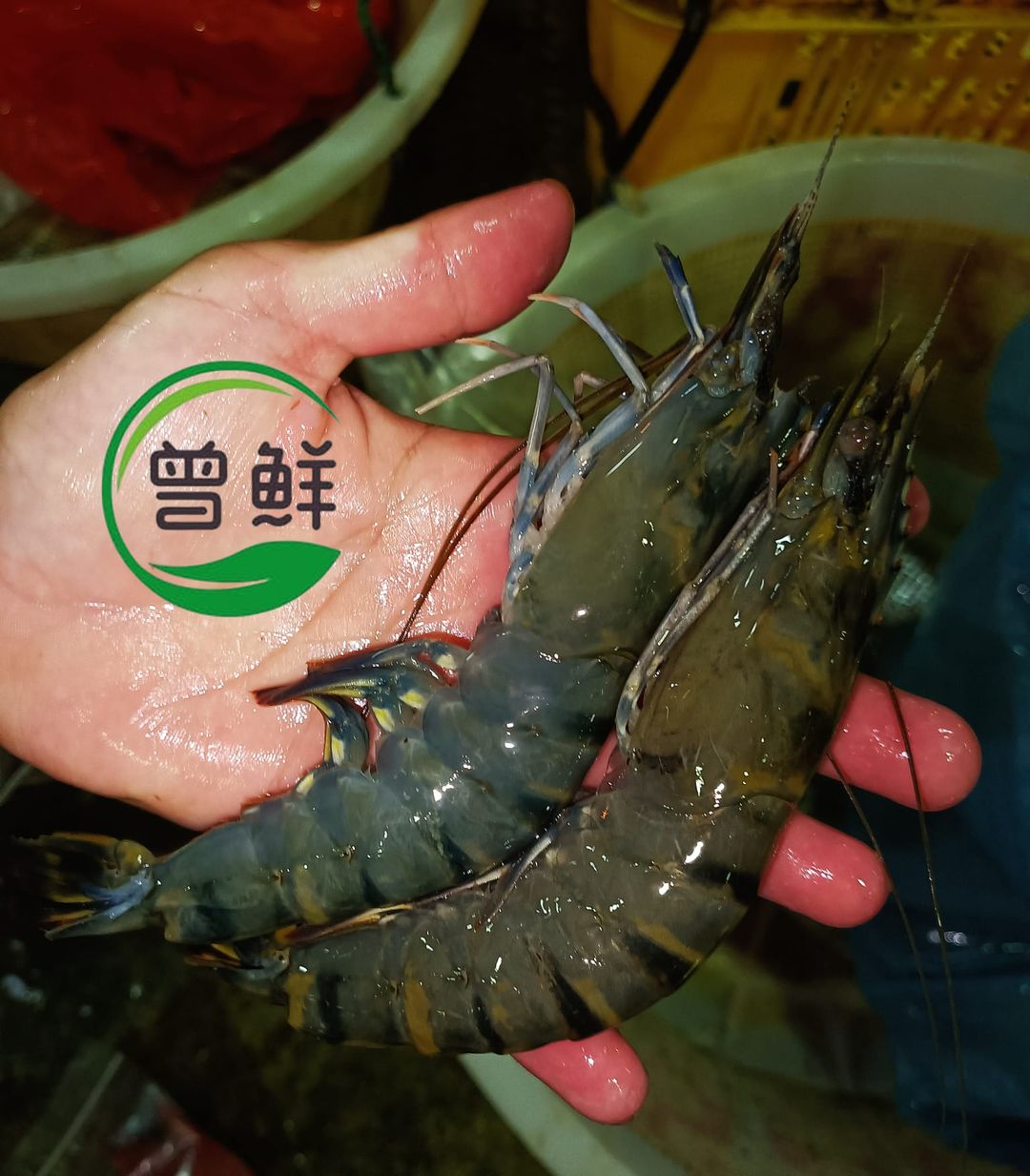 优惠-活老虎虾 Live Tiger Prawn