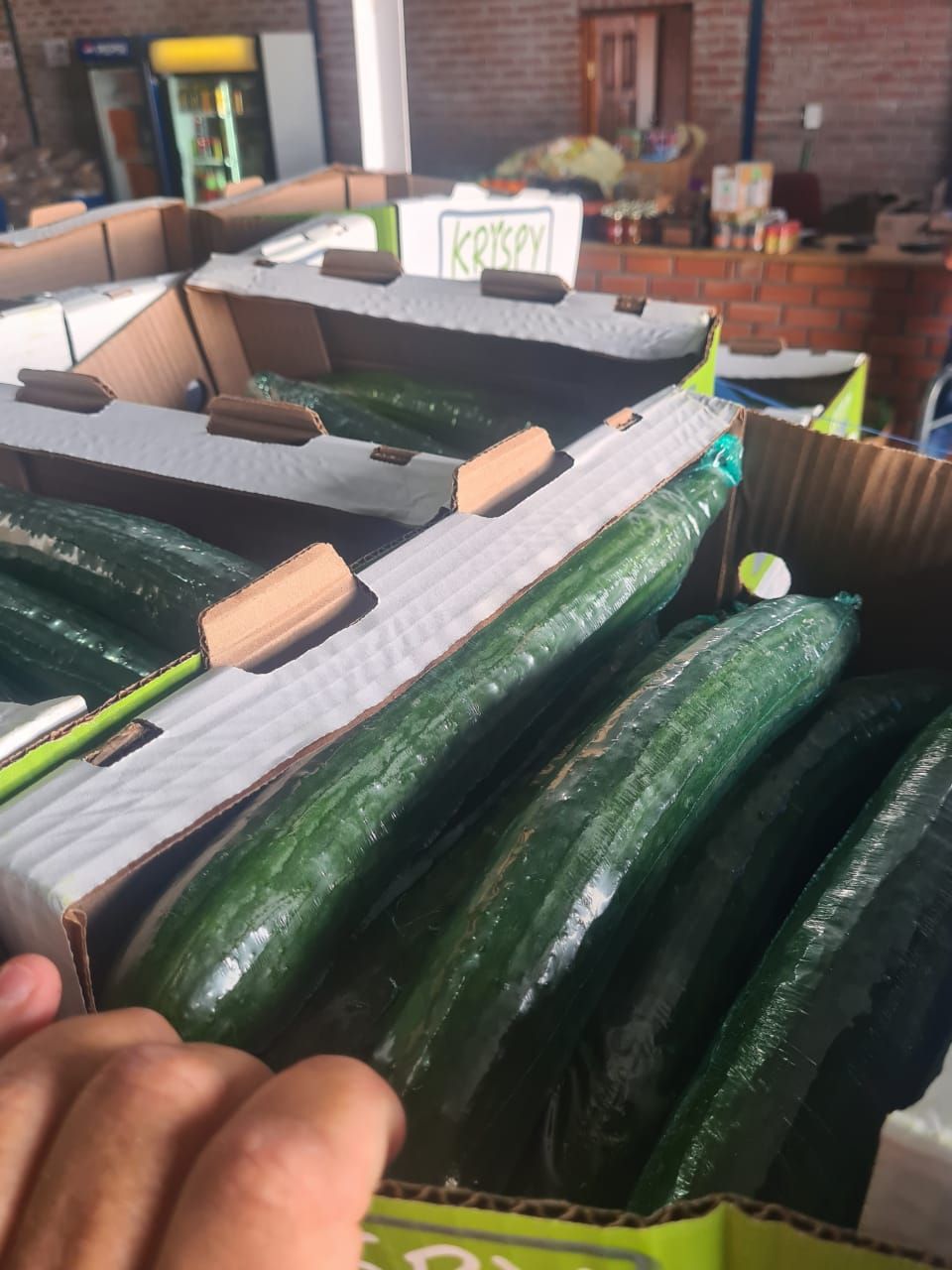 Cucumber