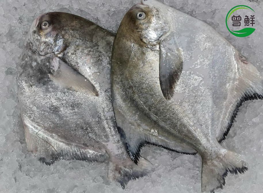 斗鲳 Chinese Pomfret