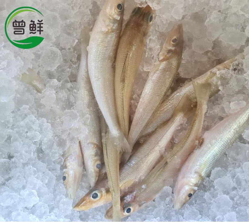 沙尖 Silver Sillago