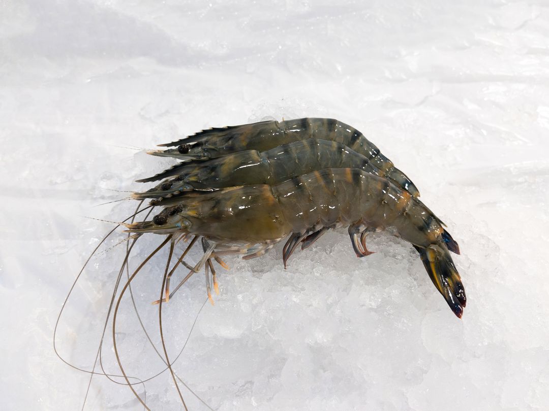 P01 Tiger Prawns 老虎虾