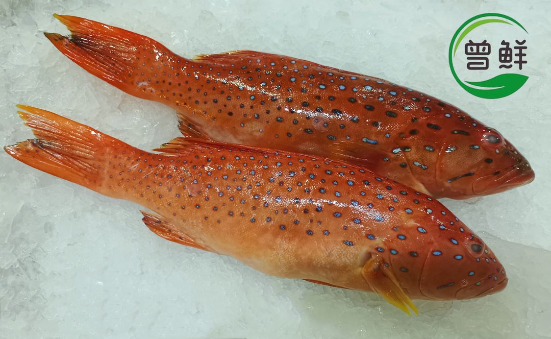 红斑 Red Grouper