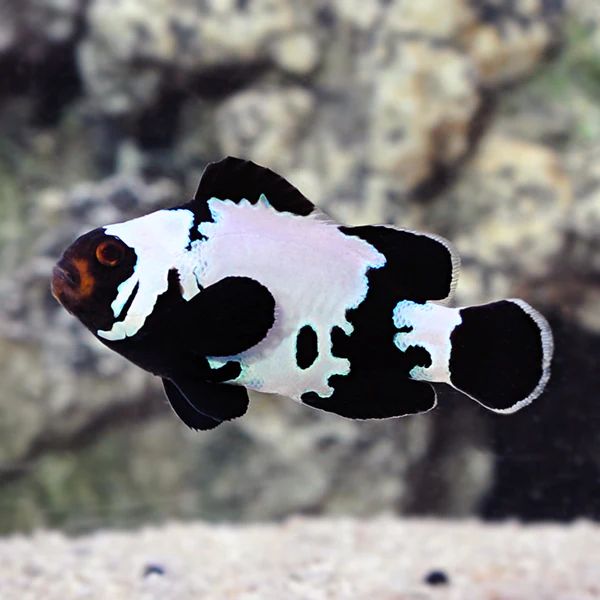 Black Ice Clownfish