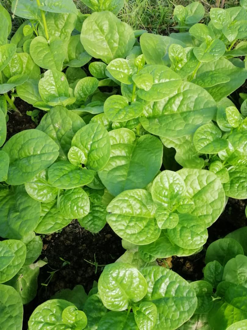 MALABAR SPINACH 帝王苗