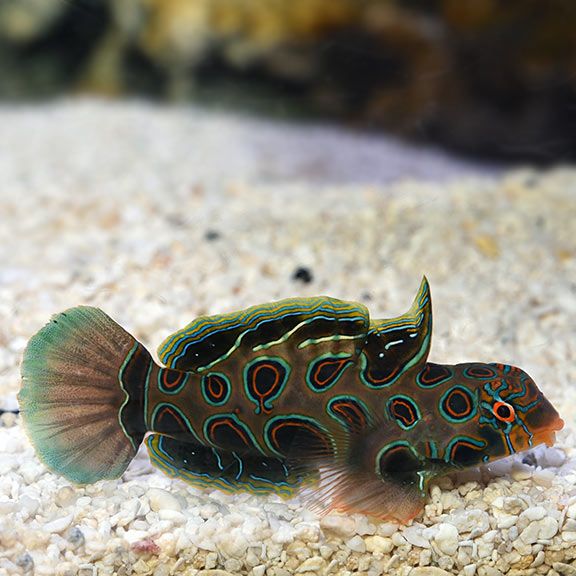 Psychedelic Dragonet