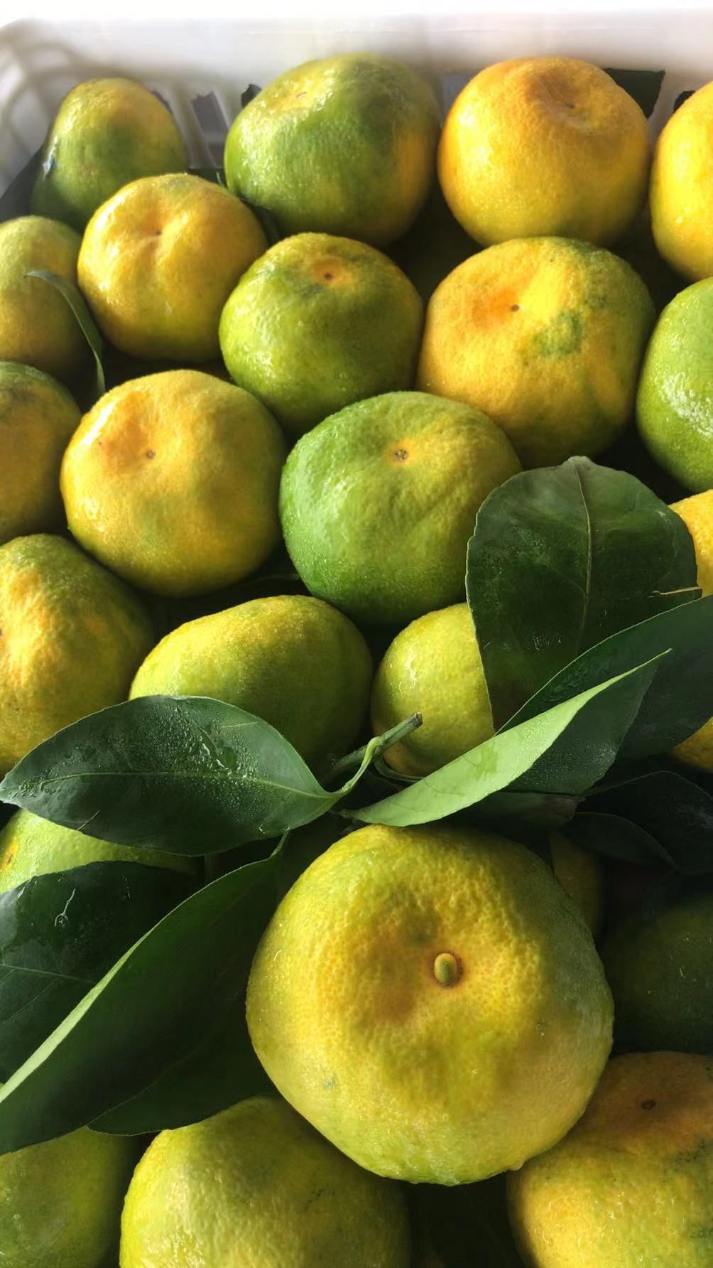 🍊青皮桔子 Oranges$6/1kg