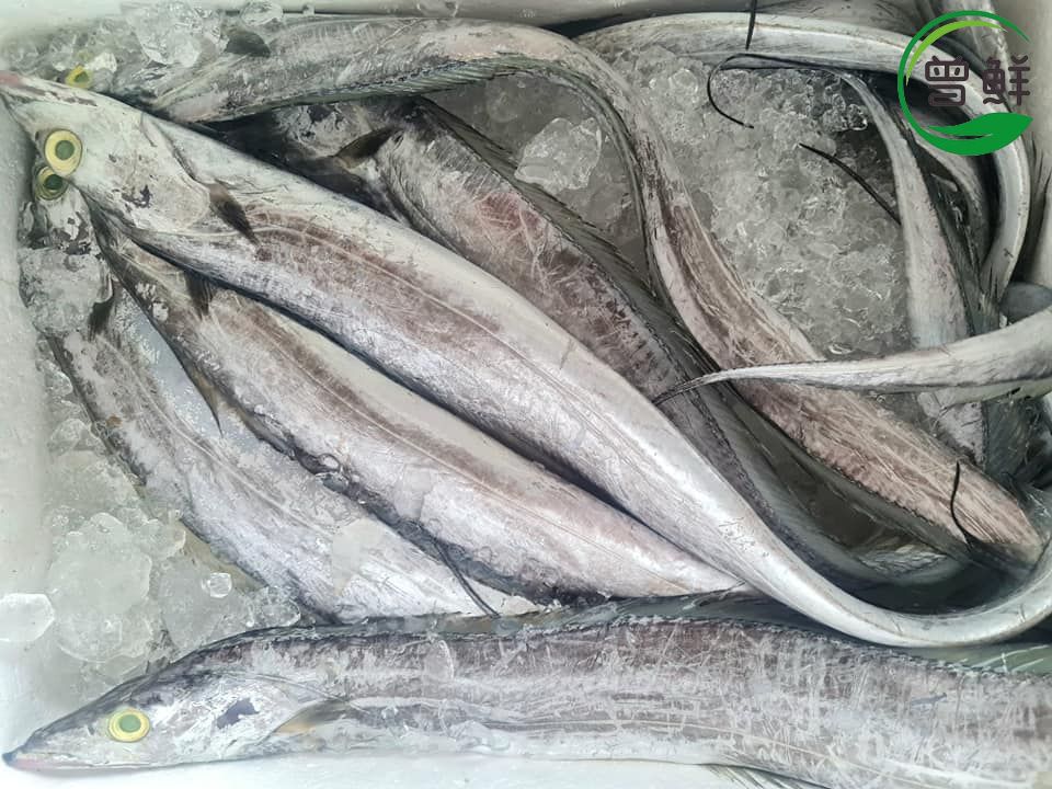 带鱼 Ribbonfish