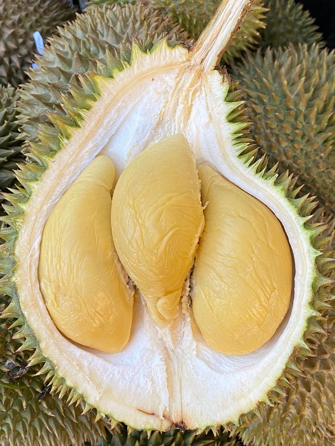 D24 Sultan King