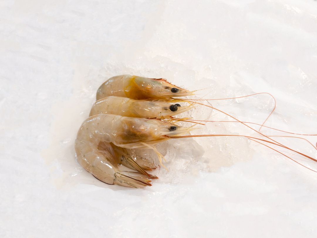 P03 Ang Kar Prawns 红脚虾