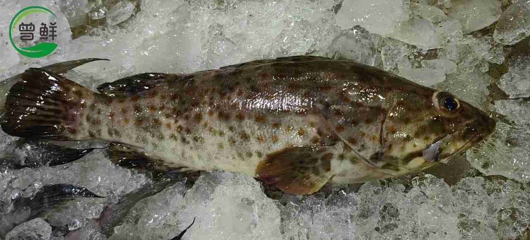 石斑 Grouper