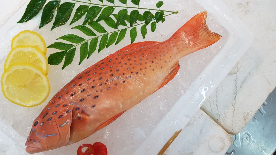 Small Leopard Coral Grouper 小七星斑 