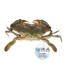 Mud crab 