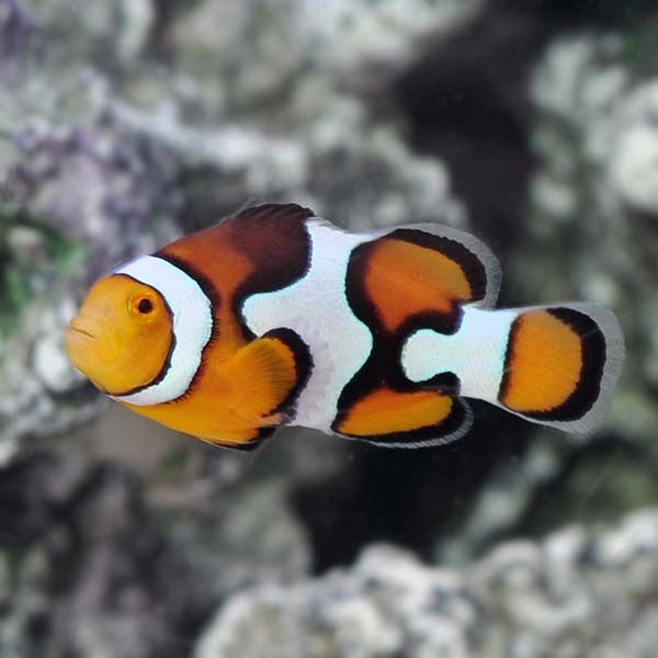 Picasso Clownfish