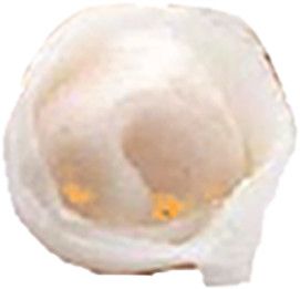扇贝饺子 Scallop Dumpling 