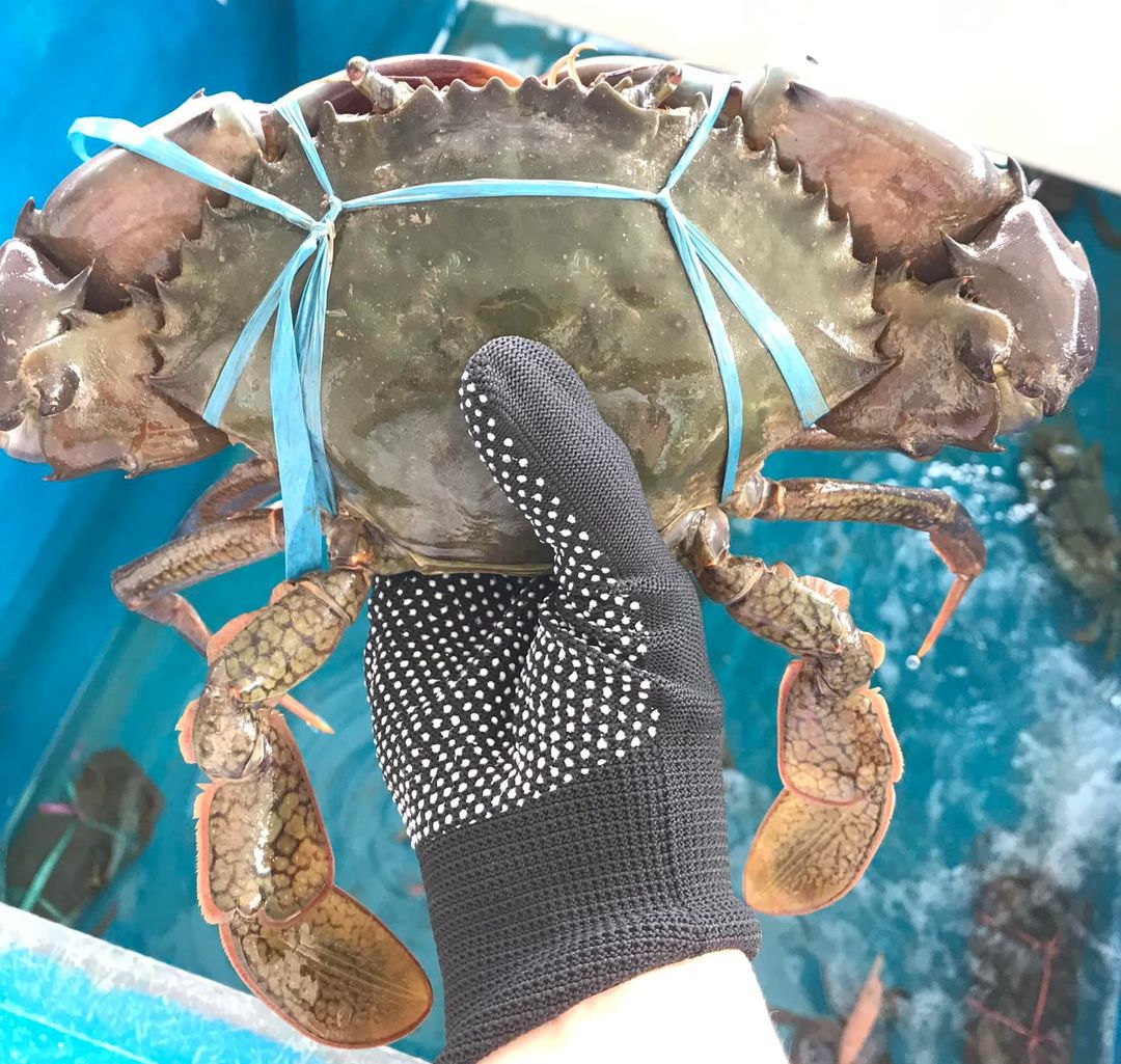 螃蟹 Crab