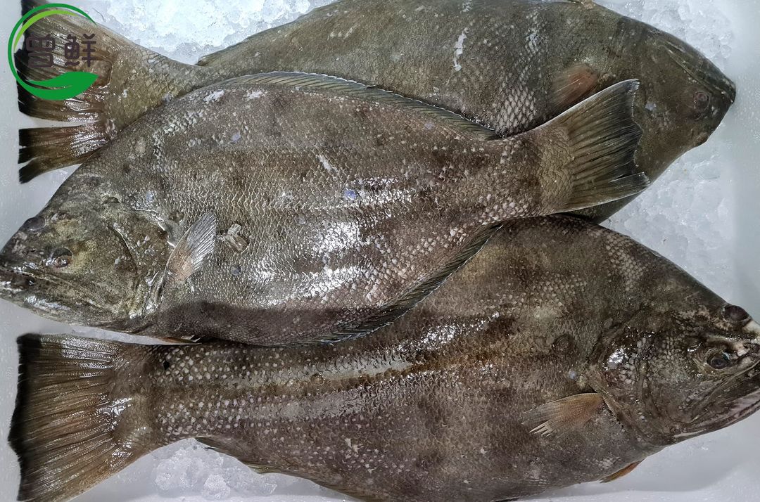 左口-比目鱼 Flounder Fish