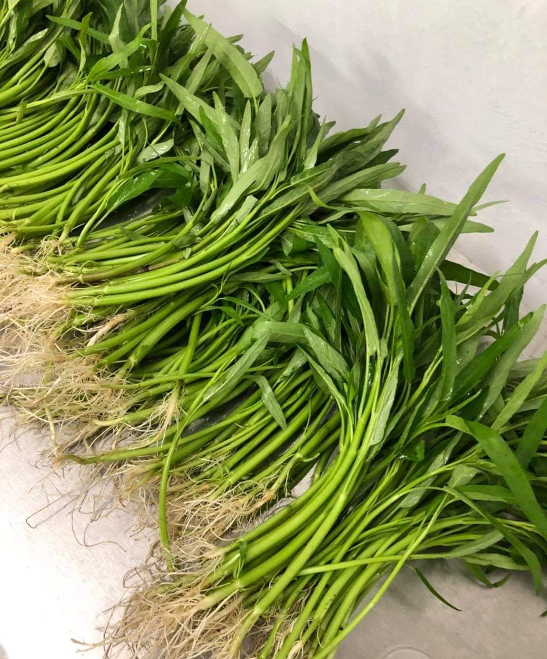 KANGKUNG 天然空心菜