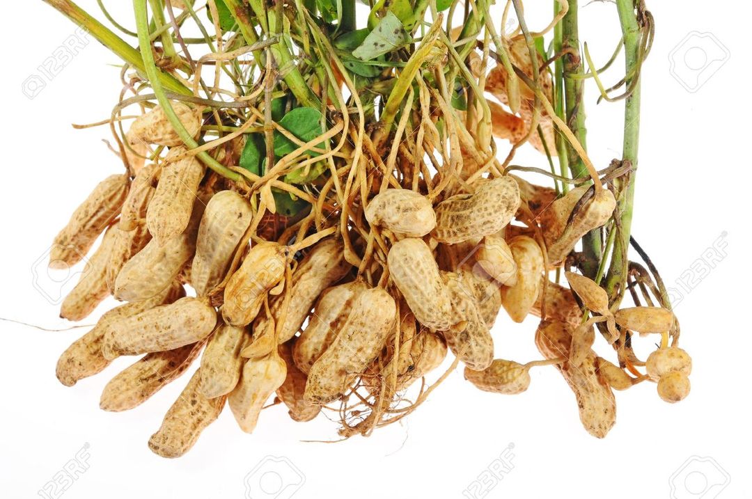 Peanut 