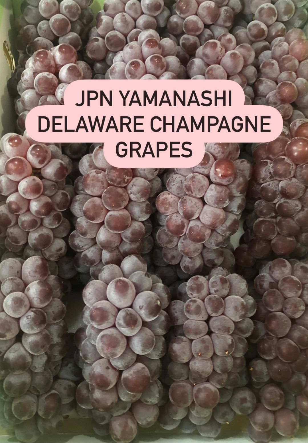 JPN DELAWARE CHAMPAGNE GRAPES