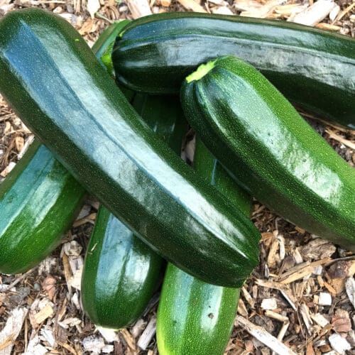 Zuccini
